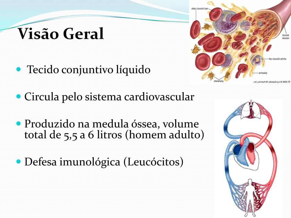 Produzido na medula óssea, volume total de