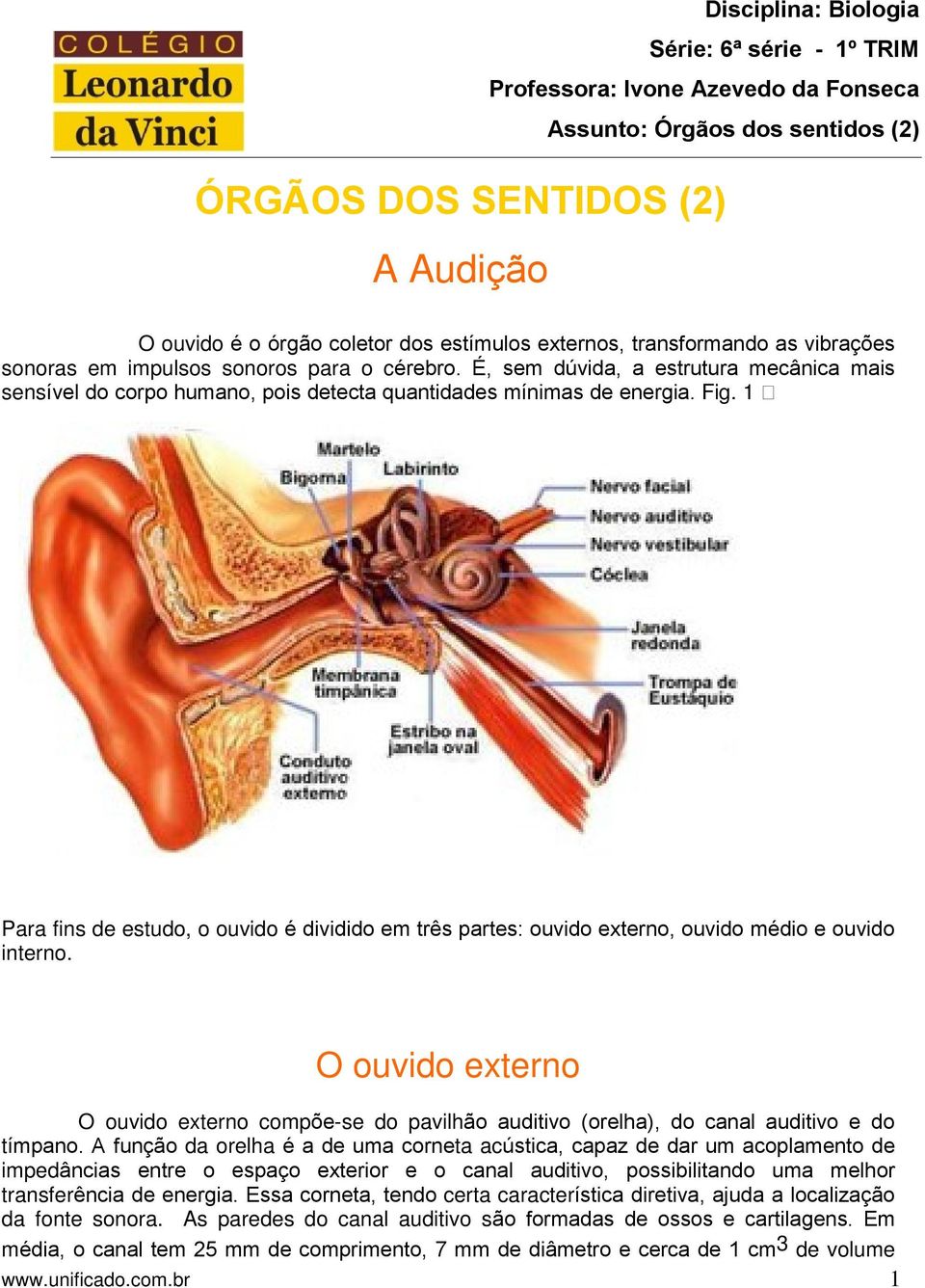 1 Para fins de estudo, o ouvido é dividido em três partes: ouvido externo, ouvido médio e ouvido interno.