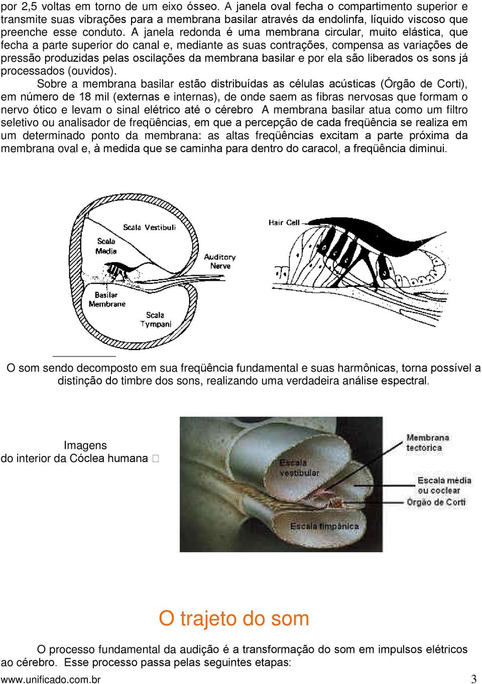 A janela redonda é uma membrana circular, muito elástica, que fecha a parte superior do canal e, mediante as suas contrações, compensa as variações de pressão produzidas pelas oscilações da membrana