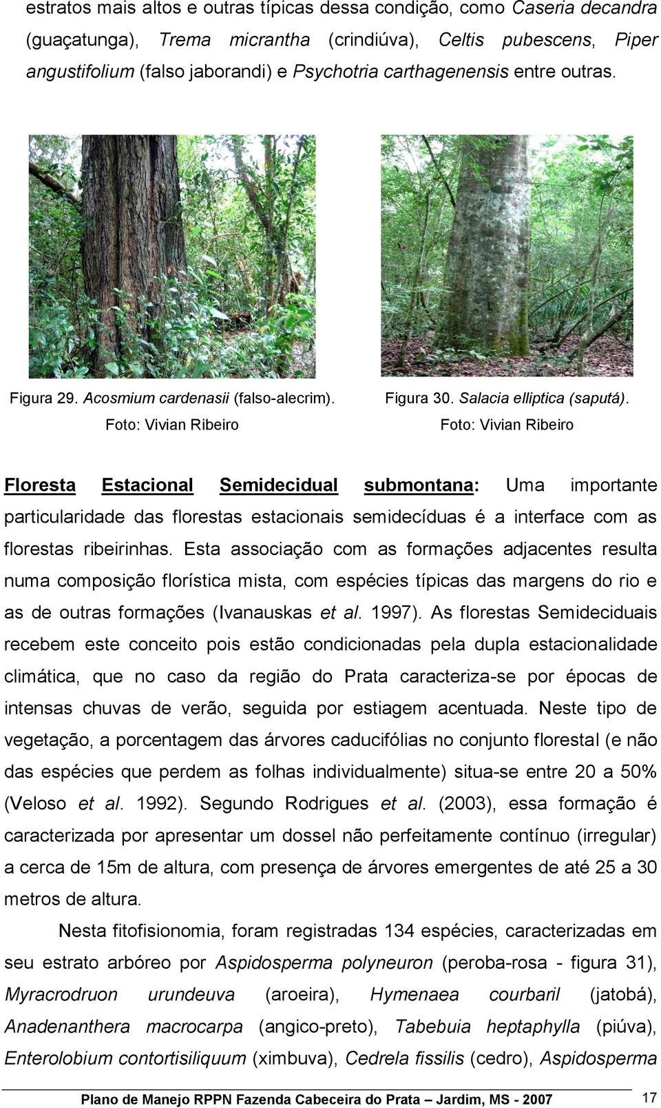 Floresta Estacional Semidecidual submontana: Uma importante particularidade das florestas estacionais semidecíduas é a interface com as florestas ribeirinhas.