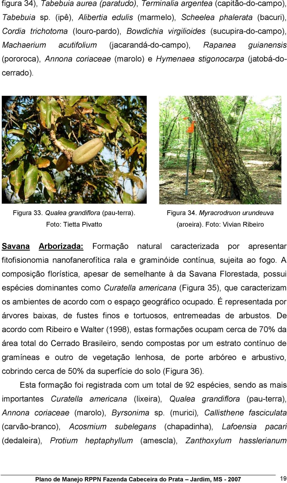 guianensis (pororoca), Annona coriaceae (marolo) e Hymenaea stigonocarpa (jatobá-docerrado). Figura 33. Qualea grandiflora (pau-terra). Foto: Tietta Pivatto Figura 34.