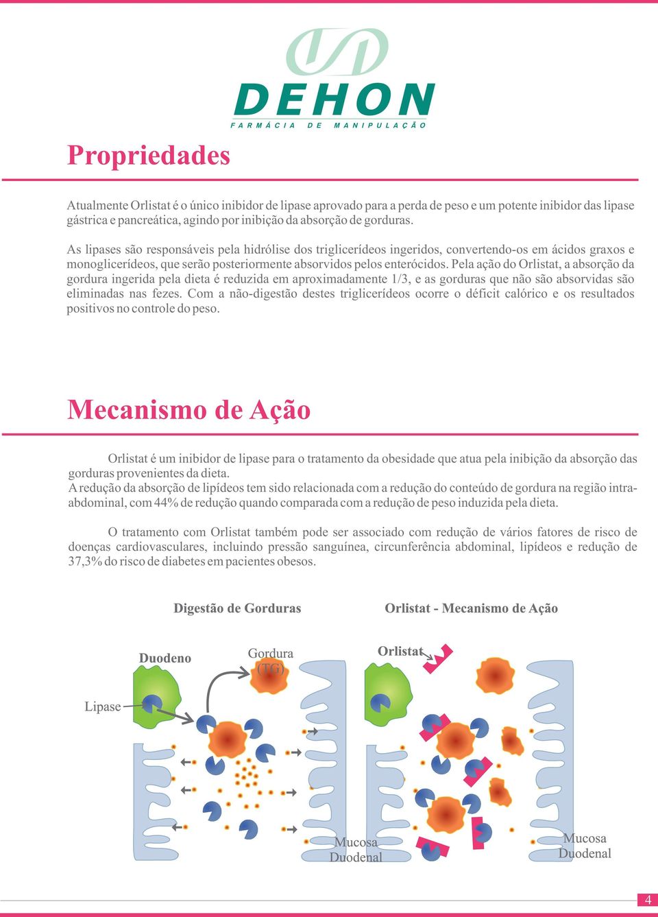 Pela ação do Orlistat, a absorção da gordura ingerida pela dieta é reduzida em aproximadamente 1/3, e as gorduras que não são absorvidas são eliminadas nas fezes.