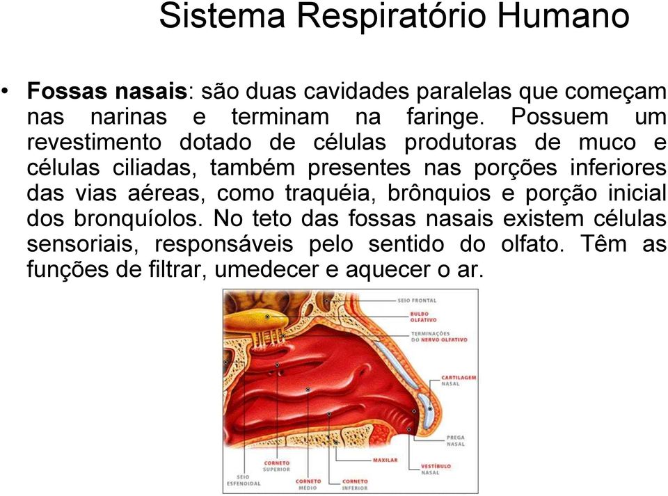 Possuem um revestimento dotado de células produtoras de muco e células ciliadas, também presentes nas porções