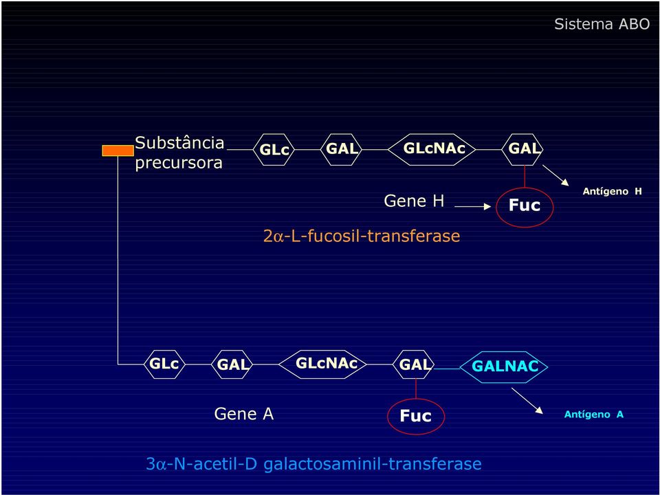 Antígeno H GLc GAL GLcNAc GAL GALNAC Gene A