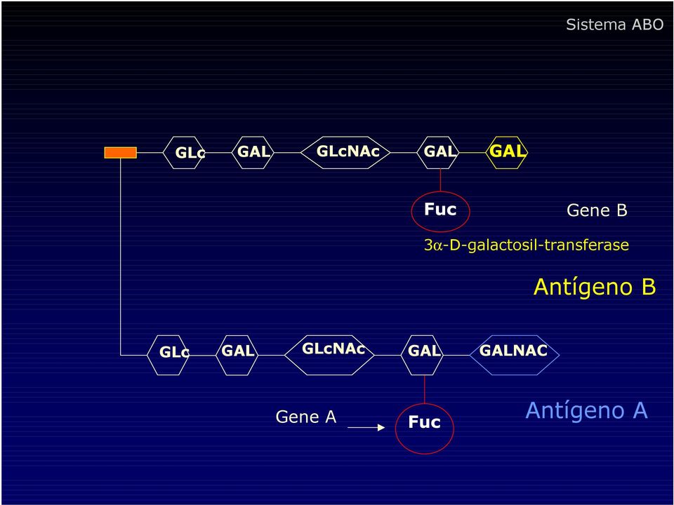 3α-D-galactosil-transferase