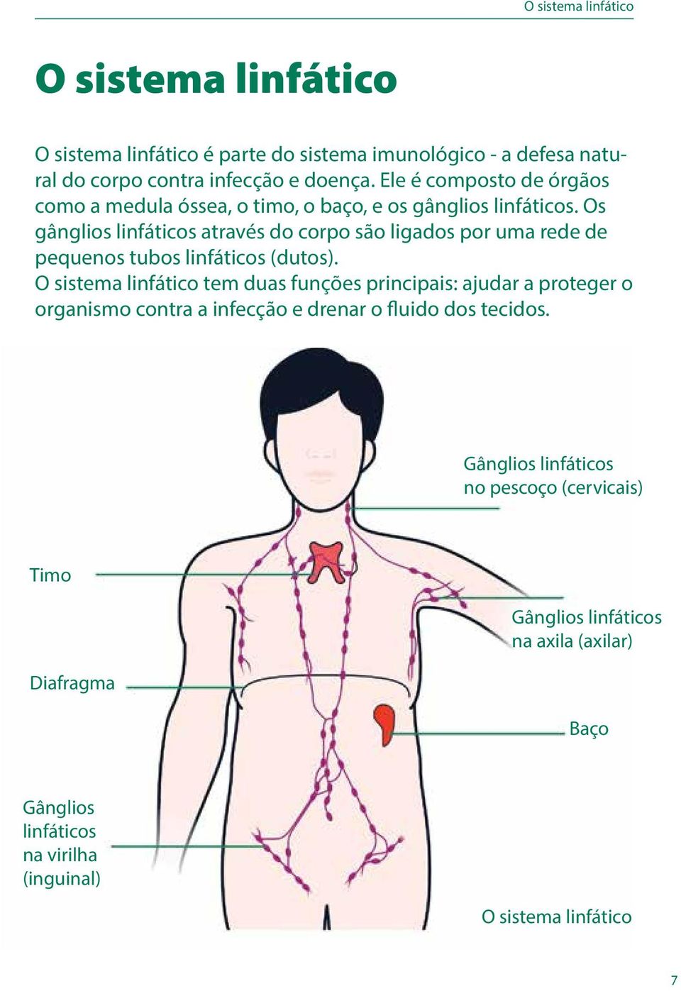 Os gânglios linfáticos através do corpo são ligados por uma rede de pequenos tubos linfáticos (dutos).