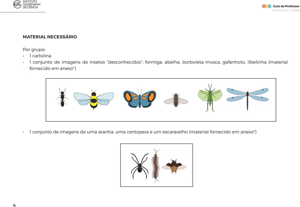 gafanhoto, libelinha (material fornecido em anexo*) 1 conjunto de imagens