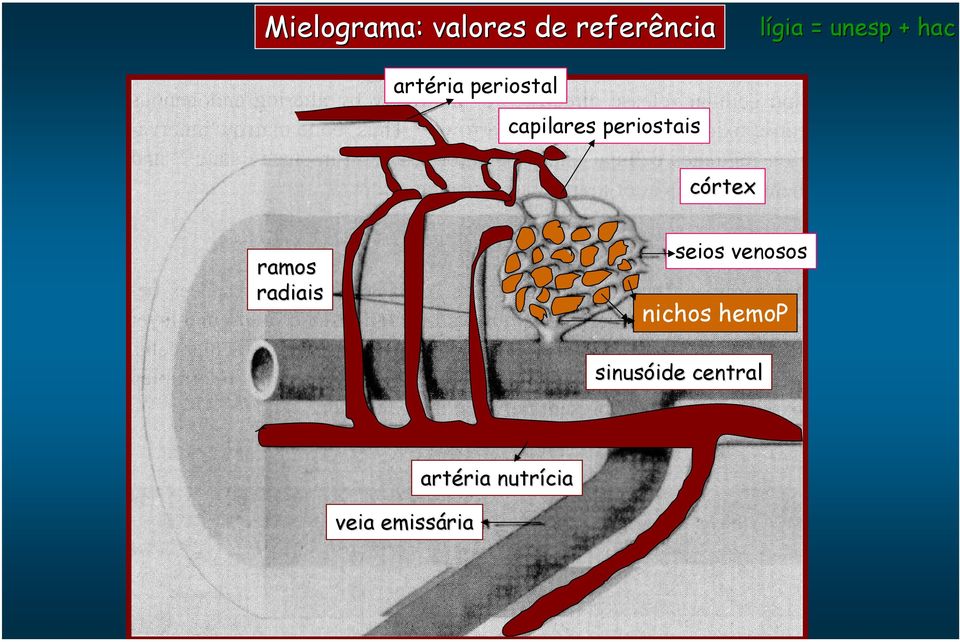 radiais seios venosos nichos hemop sinusóide