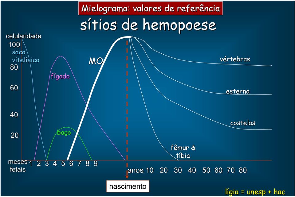 60 esterno 40 20 baço meses 1 fetais 2 3 4 5 6 7 8 9