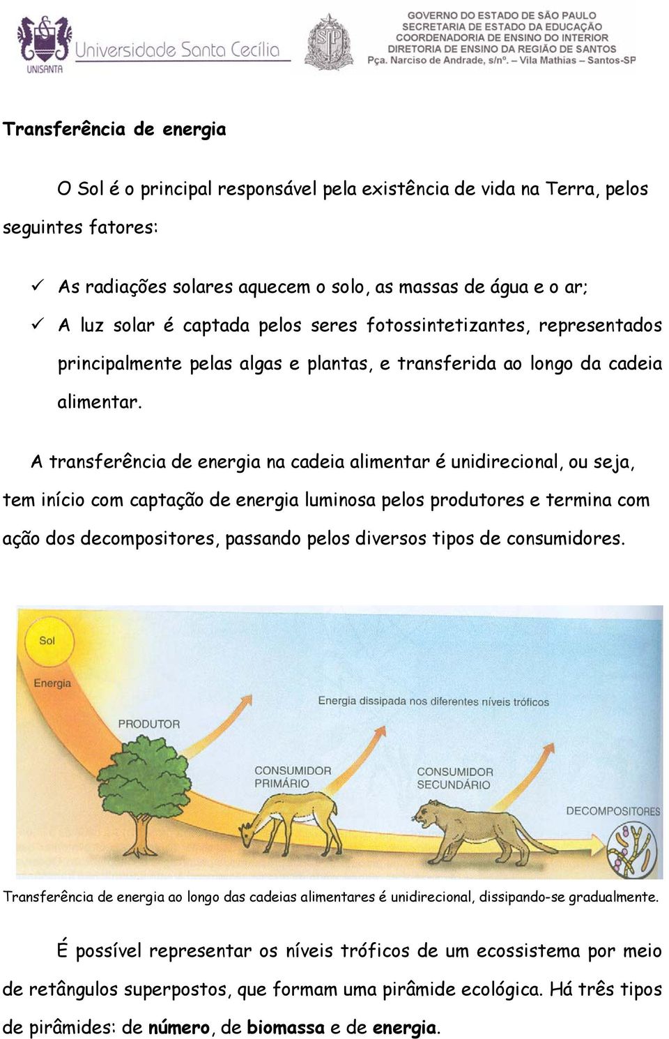 A transferência de energia na cadeia alimentar é unidirecional, ou seja, tem início com captação de energia luminosa pelos produtores e termina com ação dos decompositores, passando pelos diversos