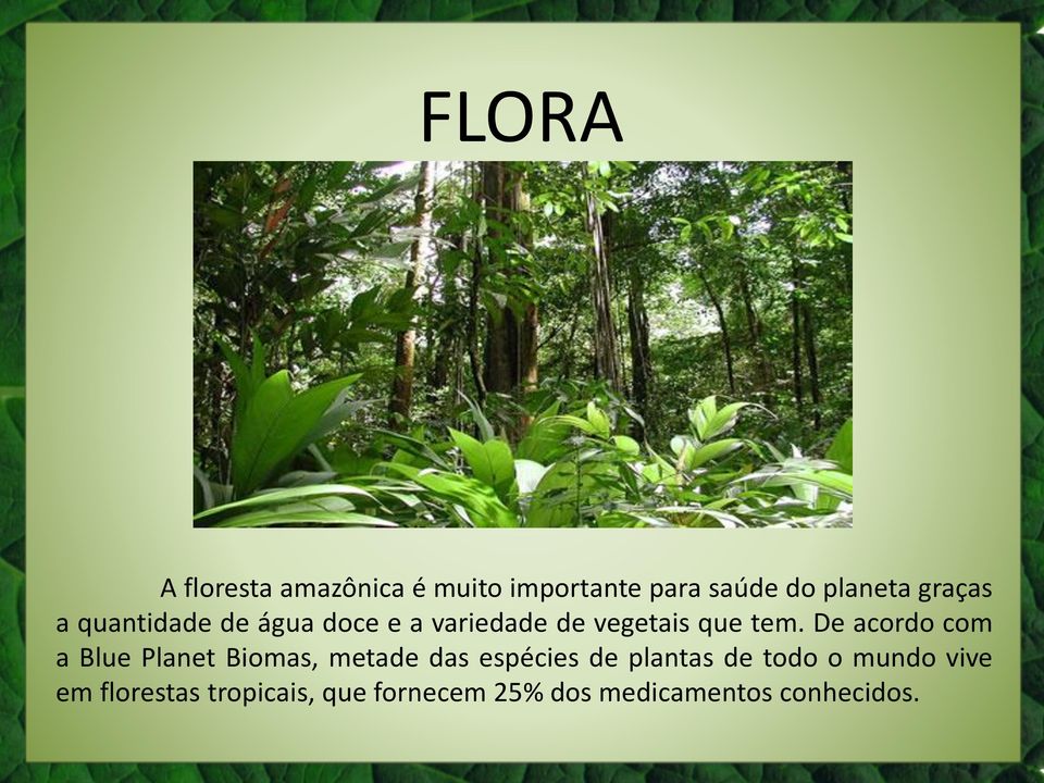De acordo com a Blue Planet Biomas, metade das espécies de plantas de