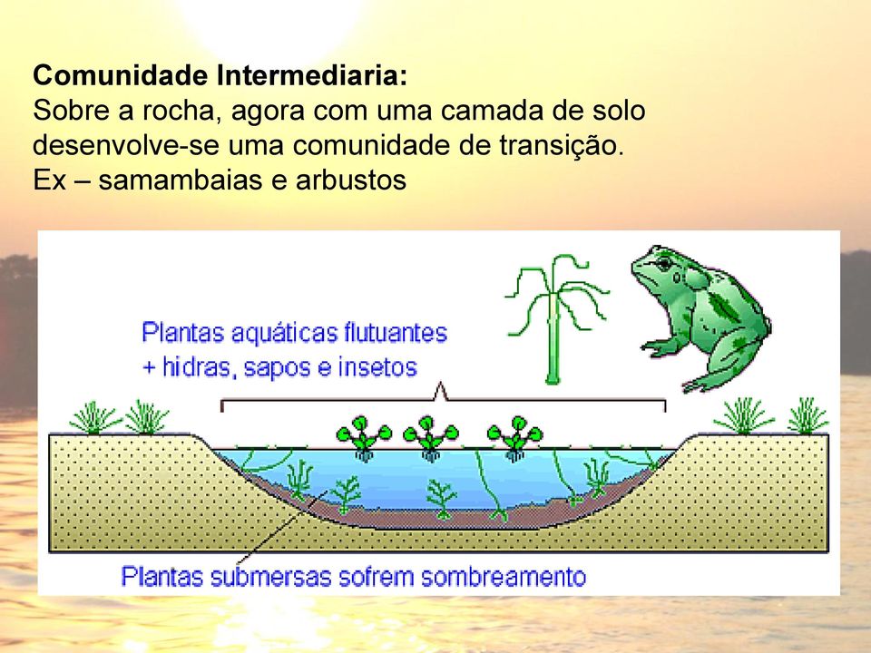 solo desenvolve-se uma comunidade