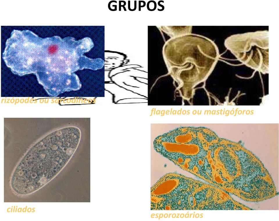 flagelados ou