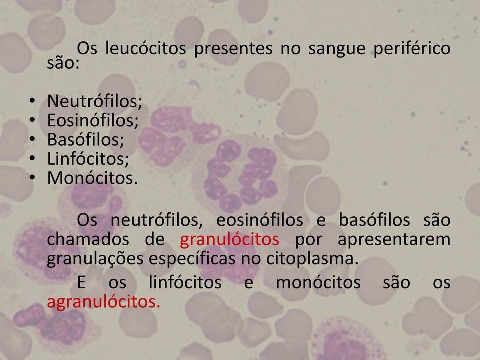 Os neutrófilos, eosinófilos e basófilos são chamados de granulócitos