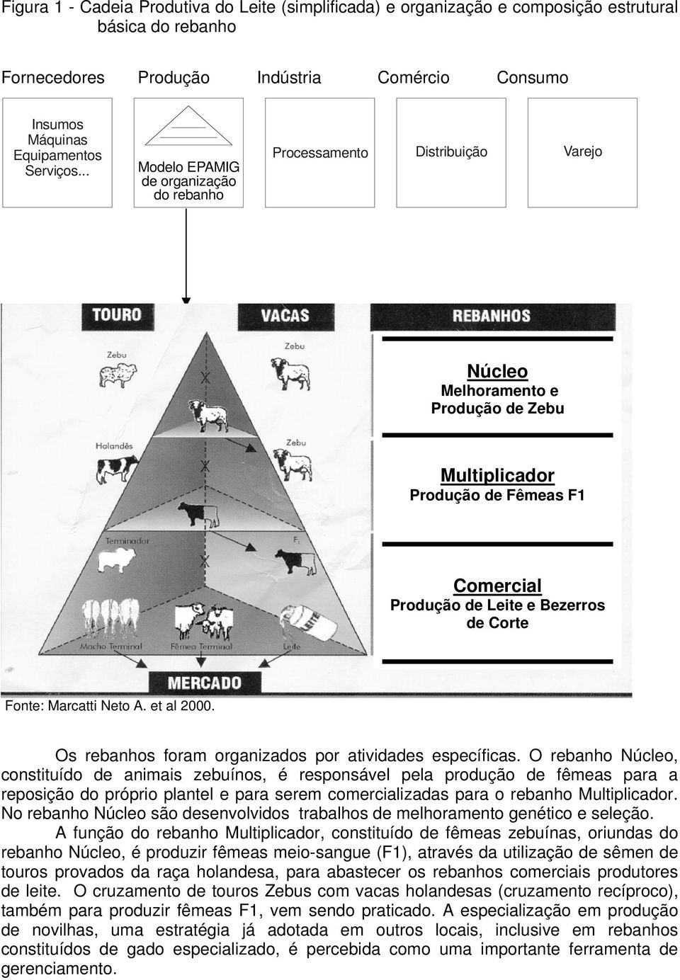 Comercial Produção de Leite e Bezerros de Corte Fonte: Marcatti Neto A. et al 2000. Os rebanhos foram organizados por atividades específicas.