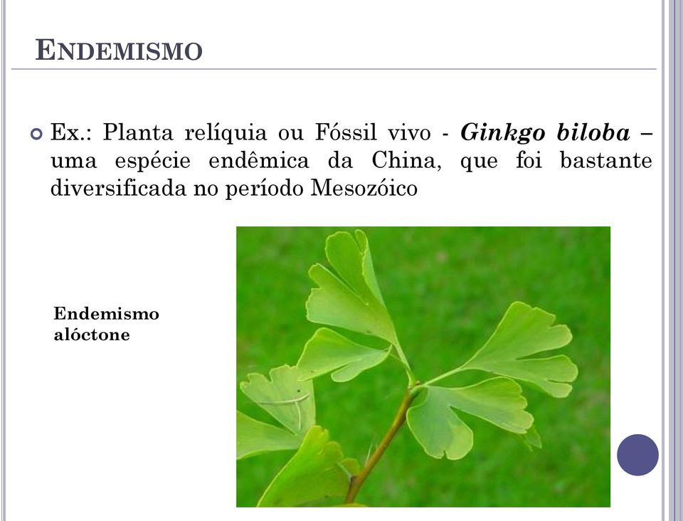 Ginkgo biloba uma espécie endêmica da