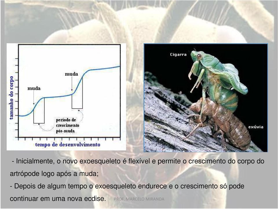 após a muda; - Depois de algum tempo o exoesqueleto