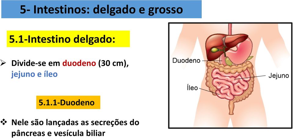 (30 cm), jejuno e íleo 5.1.