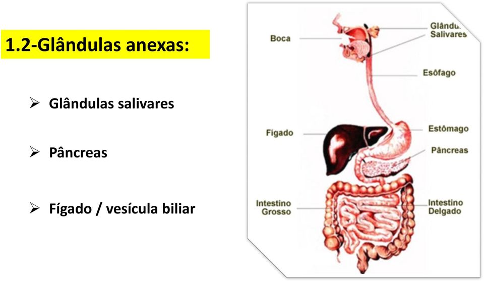 salivares Pâncreas