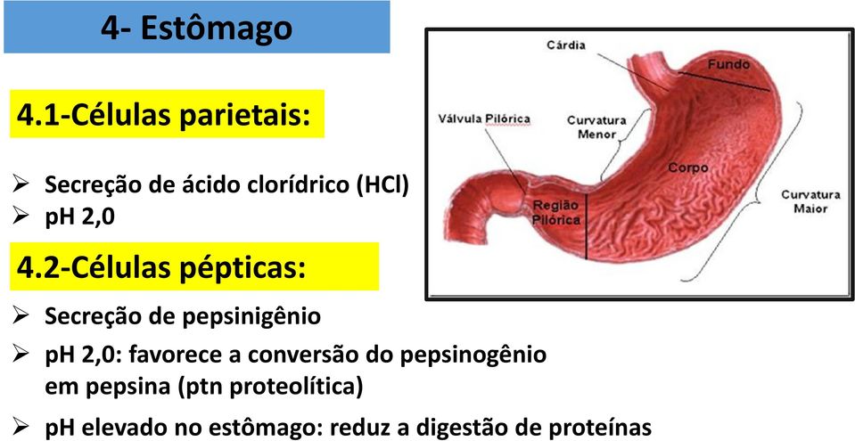 4.2-Células pépticas: Secreção de pepsinigênio ph 2,0: