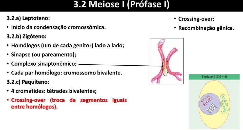 sinaptonêmico; Cada par homólogo: cromossomo bivalente. 3.2.