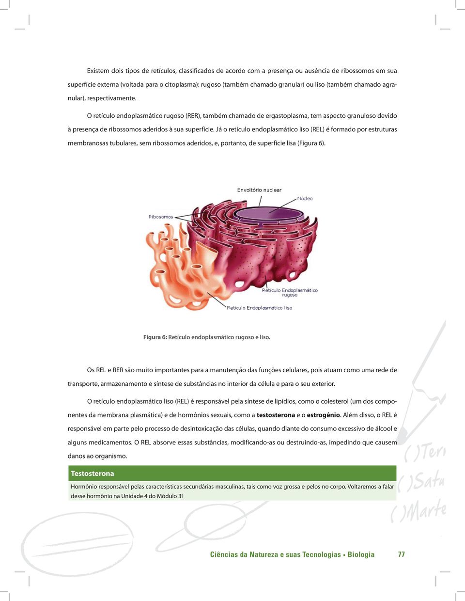 Já o retículo endoplasmático liso (REL) é formado por estruturas membranosas tubulares, sem ribossomos aderidos, e, portanto, de superfície lisa (Figura 6).