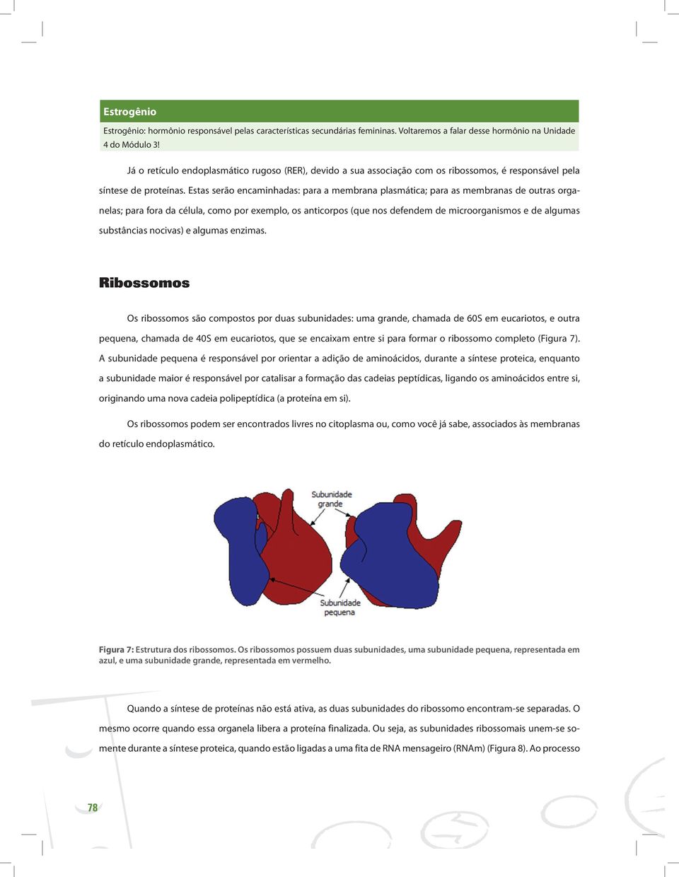 Estas serão encaminhadas: para a membrana plasmática; para as membranas de outras organelas; para fora da célula, como por exemplo, os anticorpos (que nos defendem de microorganismos e de algumas