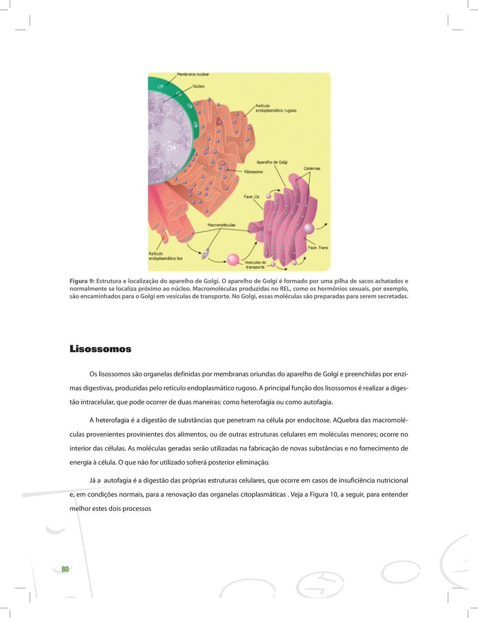 Lisossomos Os lisossomos são organelas definidas por membranas oriundas do aparelho de Golgi e preenchidas por enzimas digestivas, produzidas pelo retículo endoplasmático rugoso.