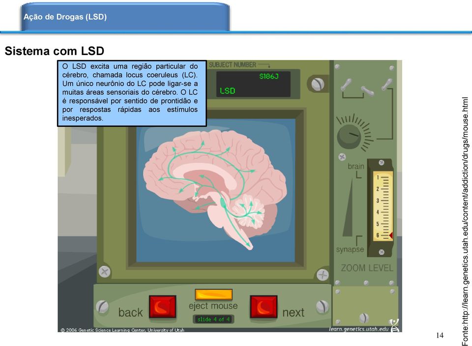 Um único neurônio do LC pode ligar-se a muitas áreas sensoriais do