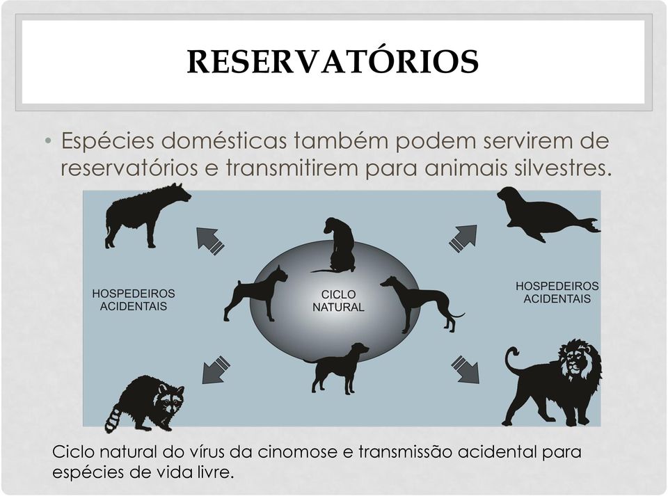 animais silvestres.