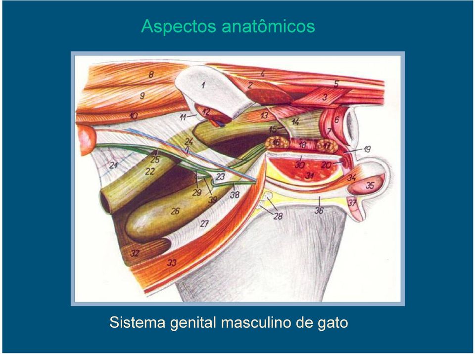 Sistema