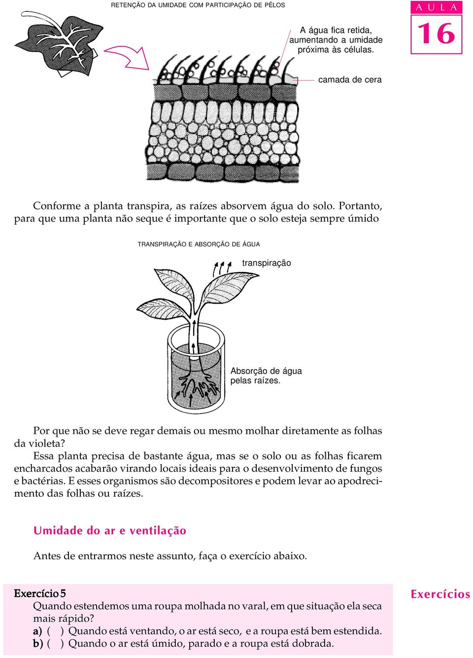 Por que não se deve regar demais ou mesmo molhar diretamente as folhas da violeta?