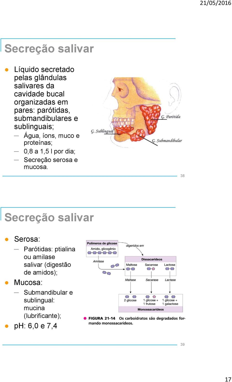 dia; Secreção serosa e mucosa.