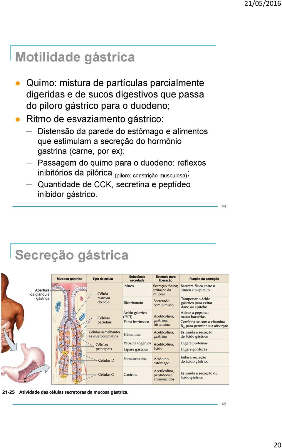 a secreção do hormônio gastrina (carne, por ex); Passagem do quimo para o duodeno: reflexos inibitórios da pilórica