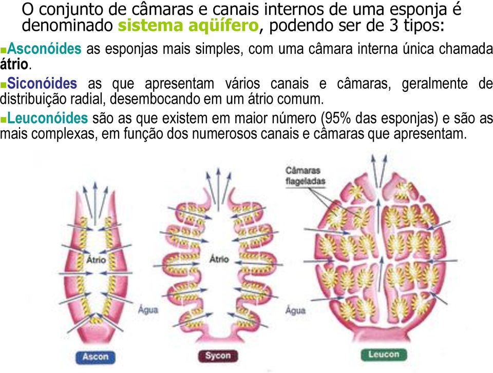 Siconóides as que apresentam vários canais e câmaras, geralmente de distribuição radial, desembocando em um átrio