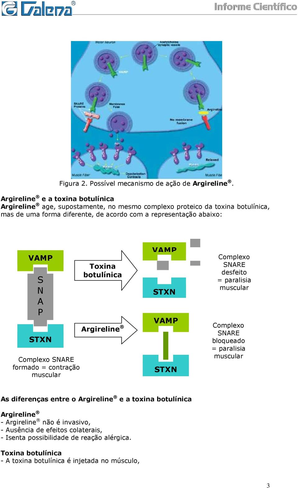 representação abaixo: VAMP S N A P STXN Complexo SNARE formado = contração muscular Toxina botulínica Argireline VAMP STXN VAMP STXN Complexo SNARE desfeito =