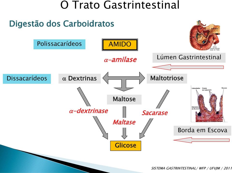 Dissacarídeos Dextrinas Maltotriose