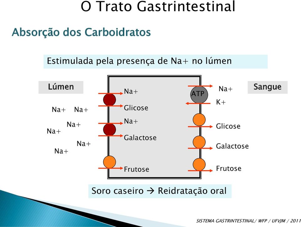 K+ Sangue Na+ Na+ Na+ Na+ Na+ Galactose Glicose