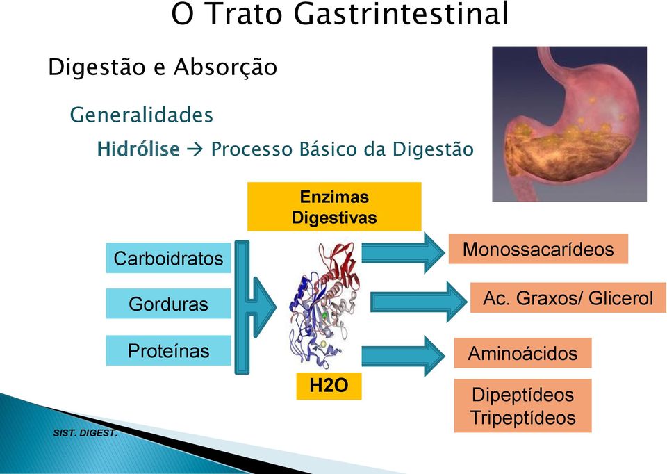 Enzimas Digestivas Monossacarídeos Ac.