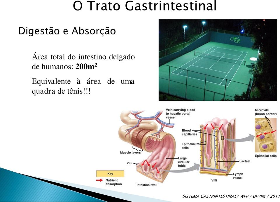 intestino delgado de humanos: 200m