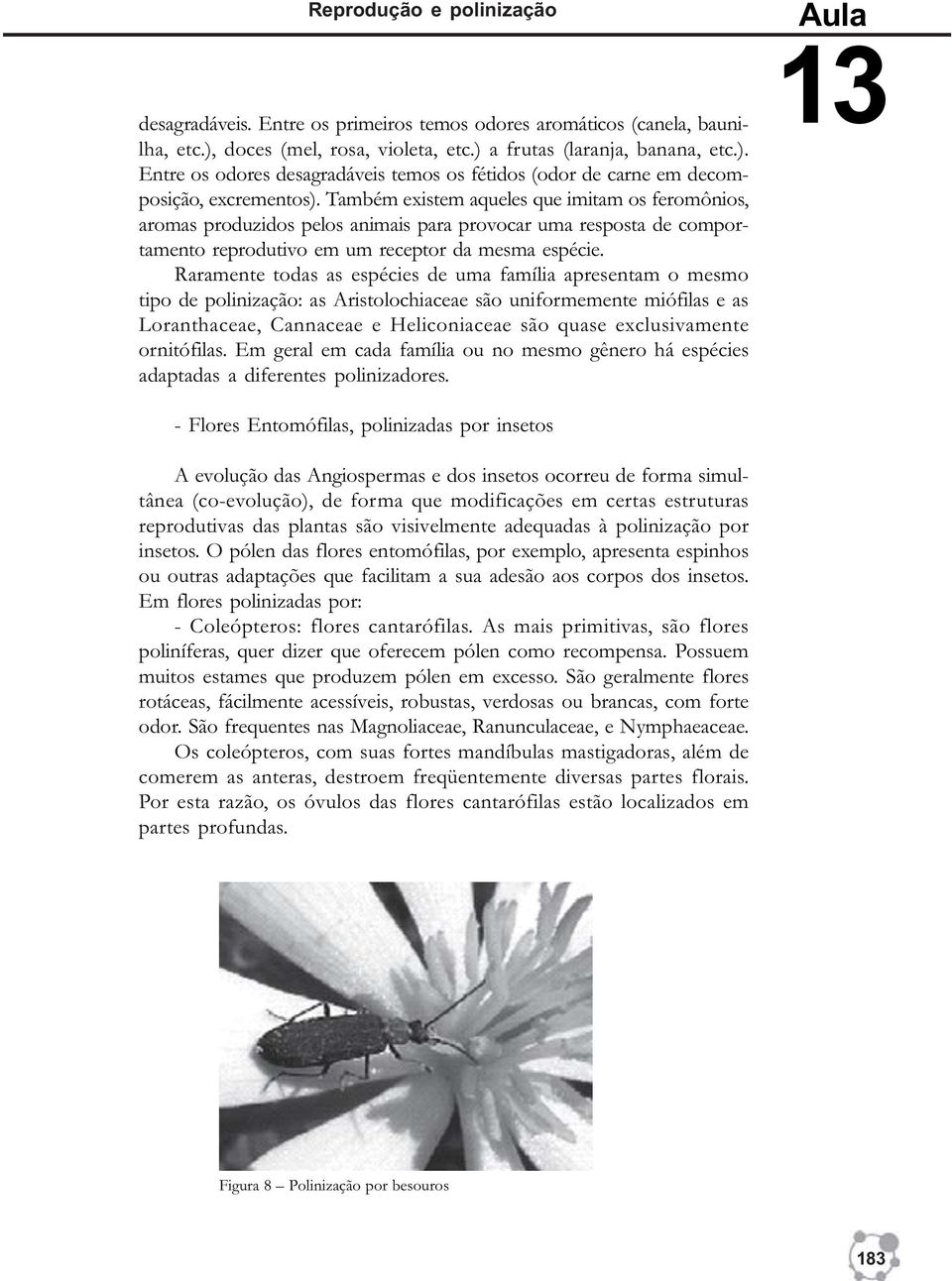 Também existem aqueles que imitam os feromônios, aromas produzidos pelos animais para provocar uma resposta de comportamento reprodutivo em um receptor da mesma espécie.