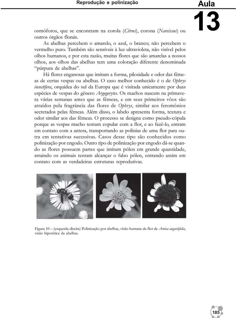 púrpura de abelhas. Há flores enganosas que imitam a forma, pilosidade e odor das fêmeas de certas vespas ou abelhas.