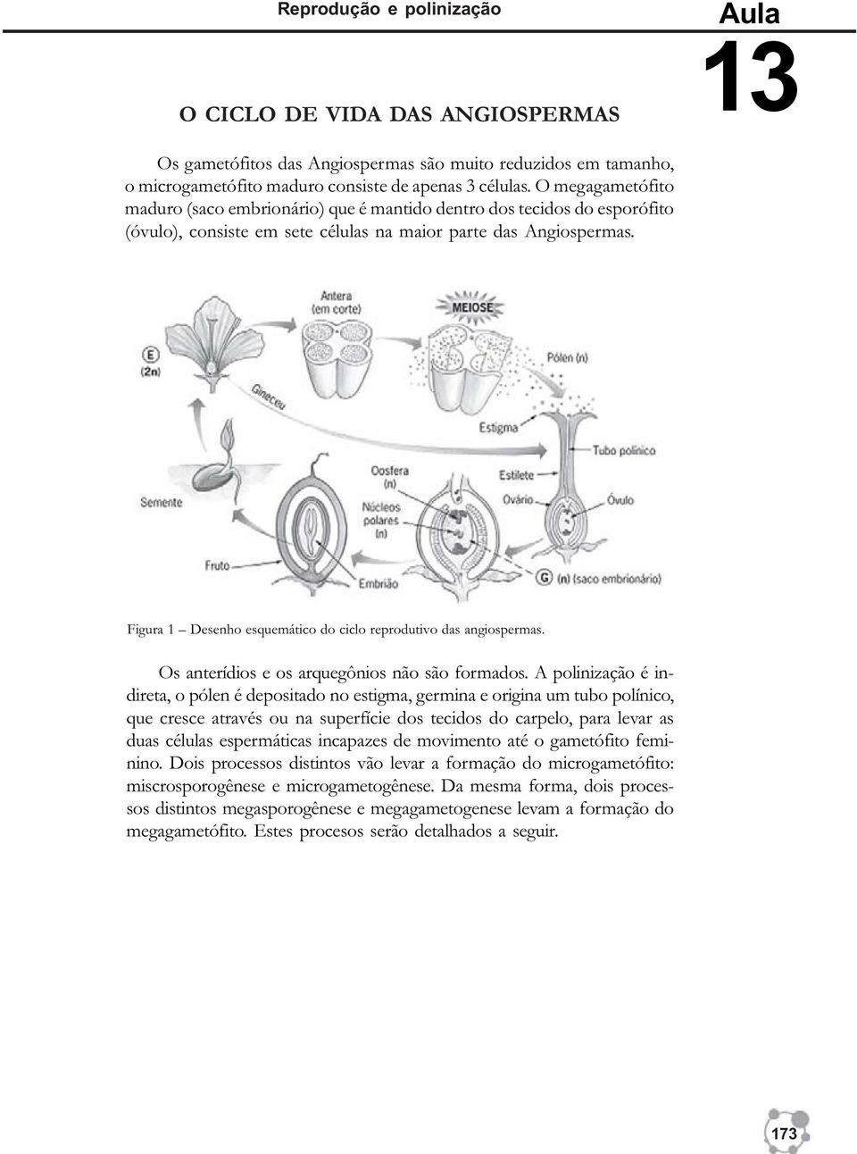 Figura 1 Desenho esquemático do ciclo reprodutivo das angiospermas. Os anterídios e os arquegônios não são formados.