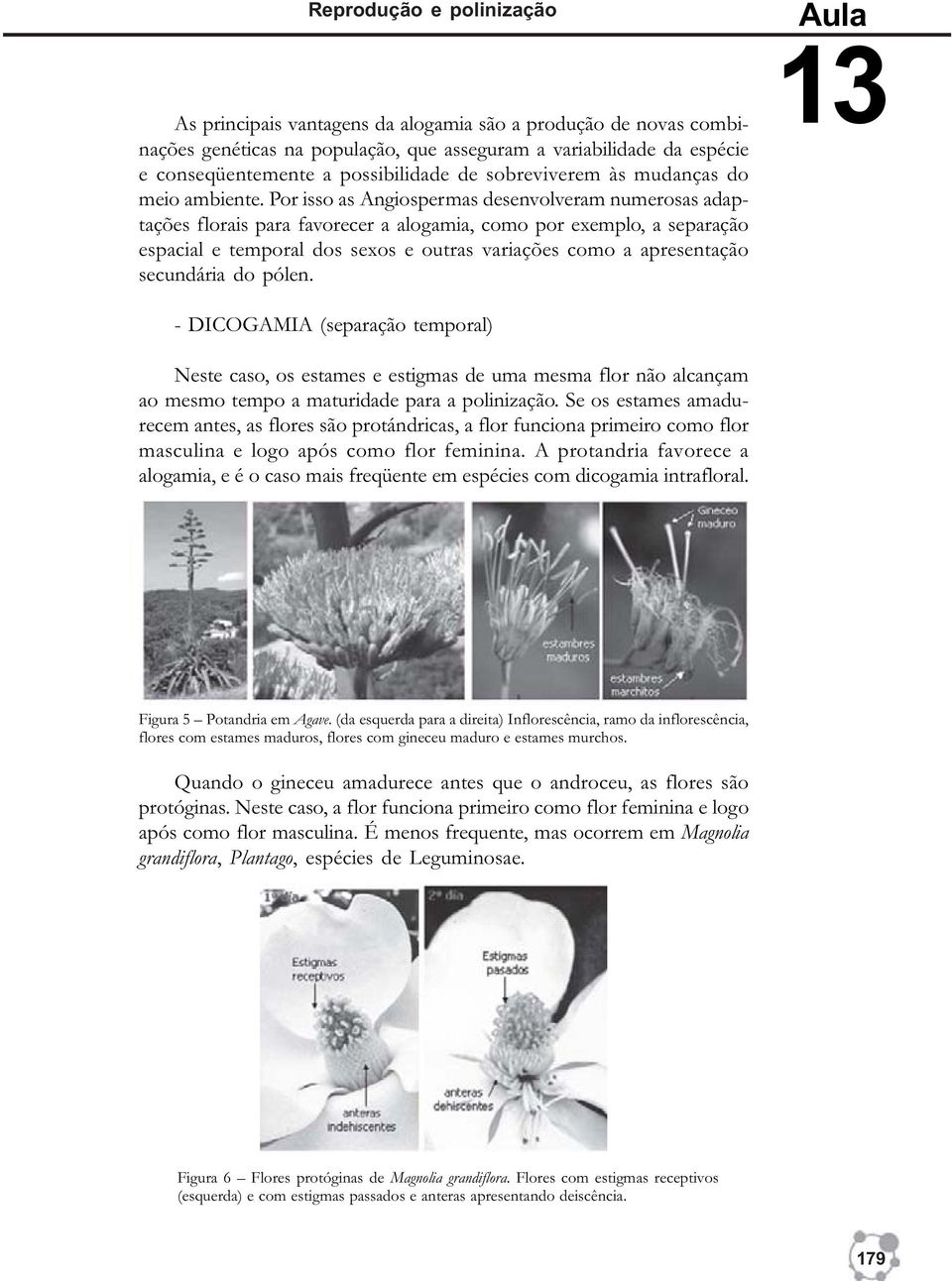 Por isso as Angiospermas desenvolveram numerosas adaptações florais para favorecer a alogamia, como por exemplo, a separação espacial e temporal dos sexos e outras variações como a apresentação