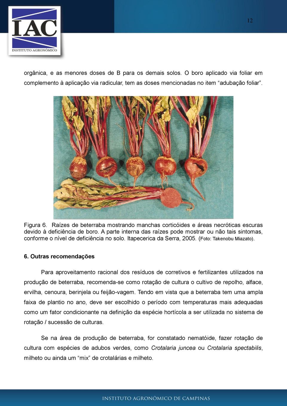 A parte interna das raízes pode mostrar ou não tais sintomas, conforme o nível de deficiência no solo. Itapecerica da Serra, 2005. (Foto: Takenobu Miazato). 6.