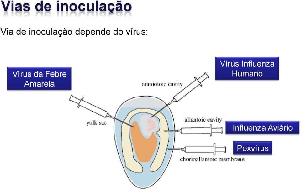 Vírus da Febre Amarela Vírus
