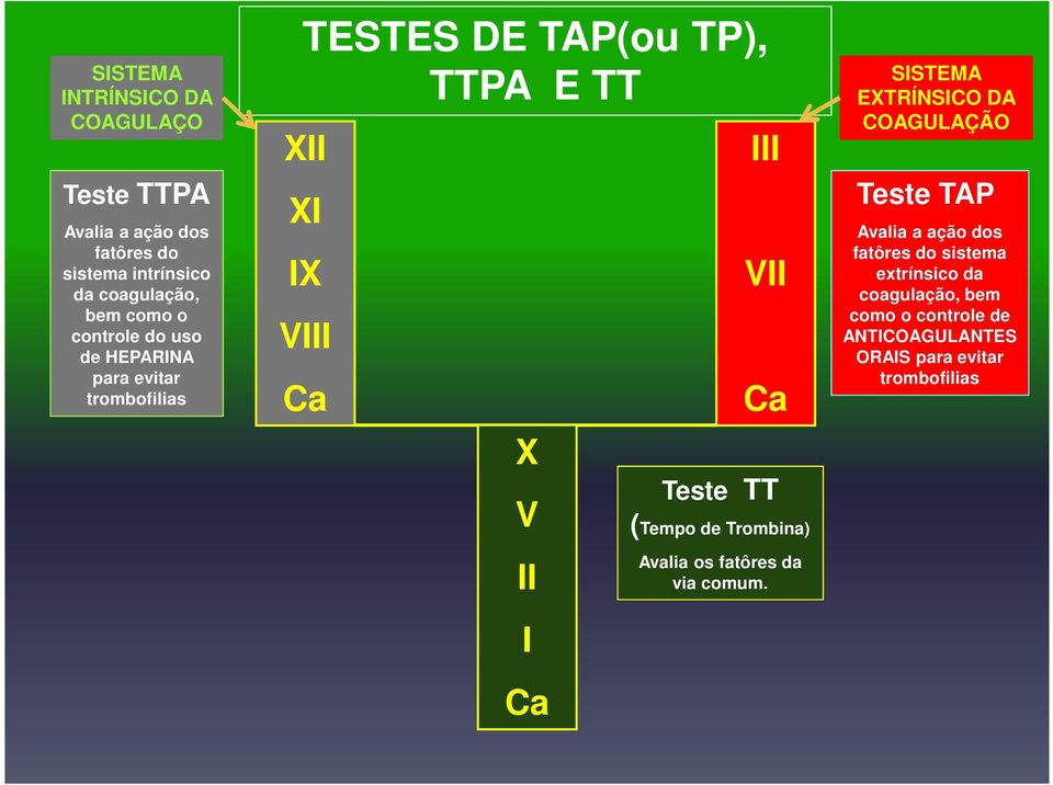 VII Ca Teste TT (Tempo de Trombina) Avalia os fatôres da via comum.
