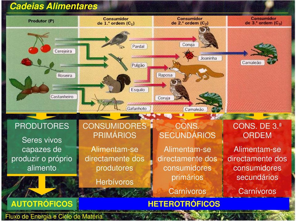 CONS. SECUNDÁRIOS Alimentam-se directamente dos consumidores primários Carnívoros