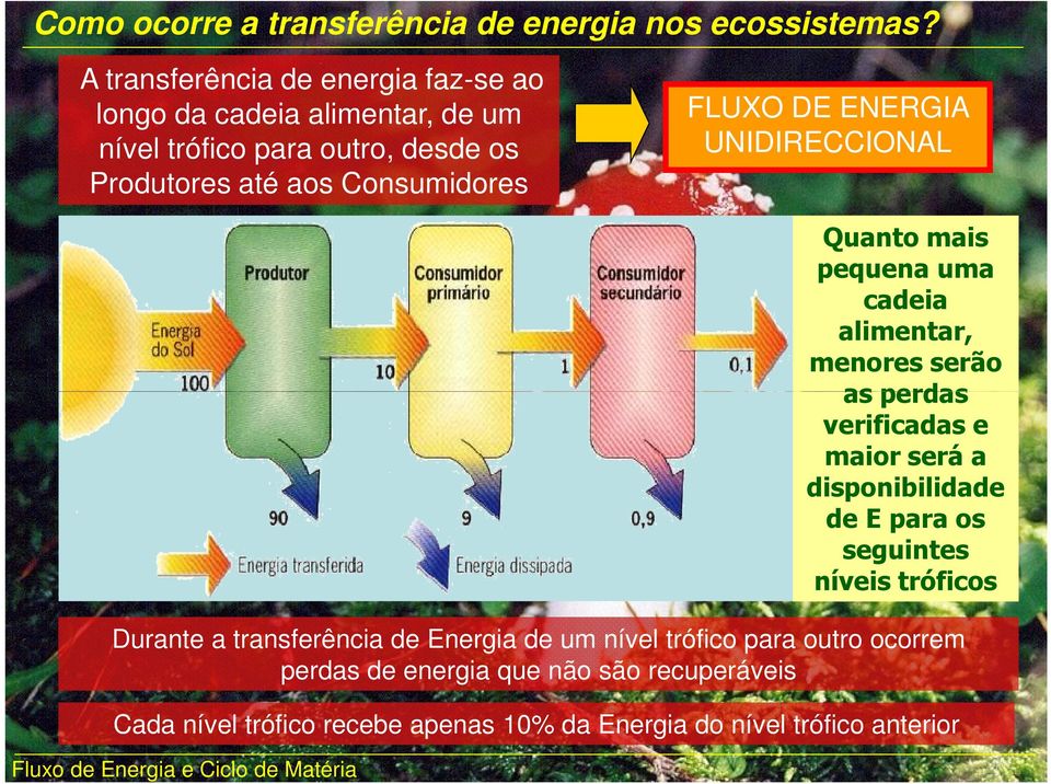 FLUXO DE ENERGIA UNIDIRECCIONAL Durante a transferência de Energia de um nível trófico para outro ocorrem perdas de energia que não são