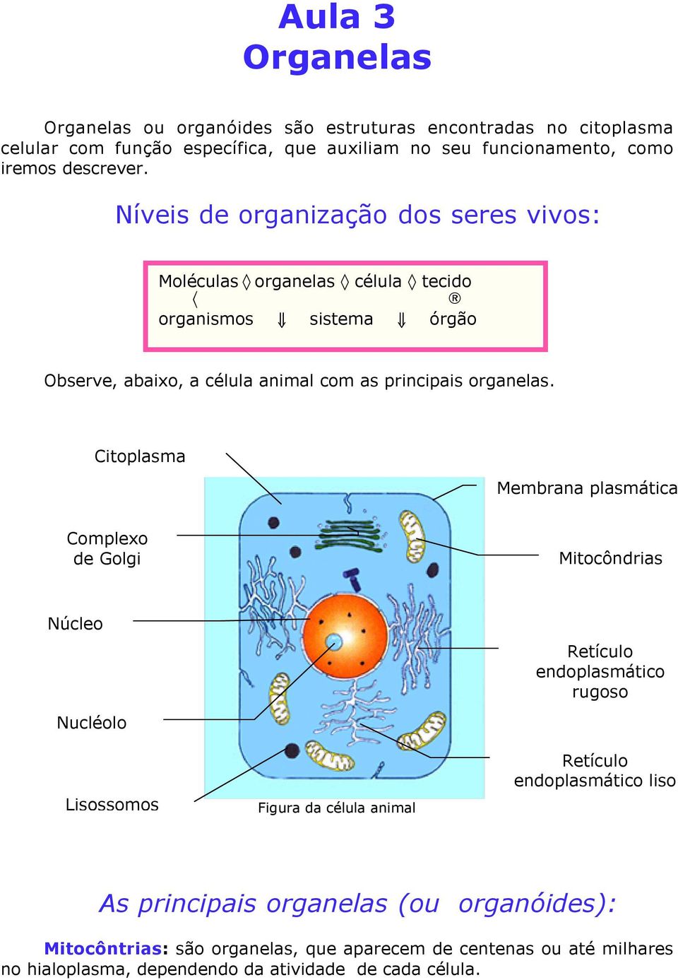 Níveis de organização dos seres vivos: Moléculas organelas célula tecido organismos fl sistema fl órgão Observe, abaixo, a célula animal com as principais organelas.